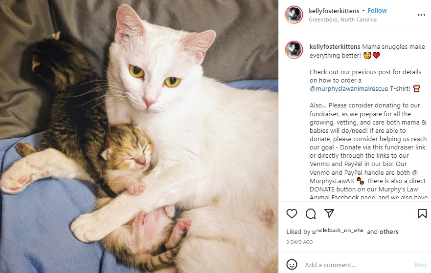 赤ちゃんに寄り添うママ・アリー（画像は『Kelly Foster Kittens GSO, NC　2022年3月17日付Instagram「Mama snuggles make everything better!」』のスクリーンショット）