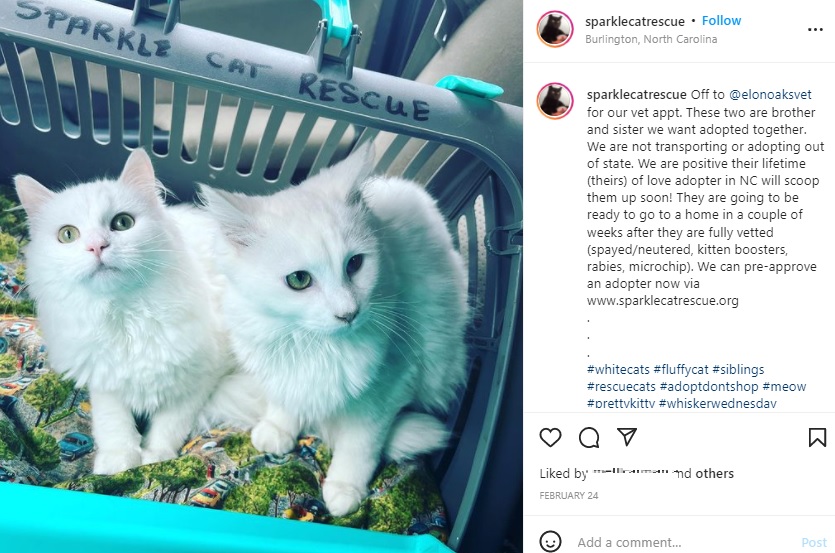 生後6か月だった子猫も新しい家へ（画像は『Sparkle Cat Rescue　2022年2月24日付Instagram「Off to ＠elonoaksvet for our vet appt.」』のスクリーンショット）