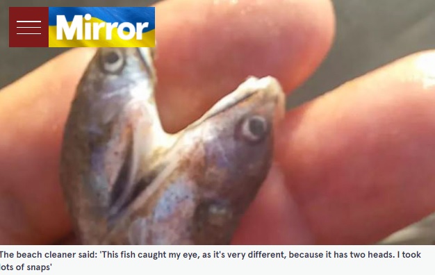 ブラジルのビーチで発見された頭が2つある魚（画像は『The Mirror 2022年3月18日付「Man stumbles across bizarre two-headed mutant fish in shape of heart on beach」』のスクリーンショット）