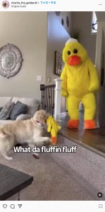 お気に入りのぬいぐるみが等身大に！（画像は『Charlie The Golden　2022年3月18日付Instagram「Dressed up as our dogs favorite duck toy」』のスクリーンショット）