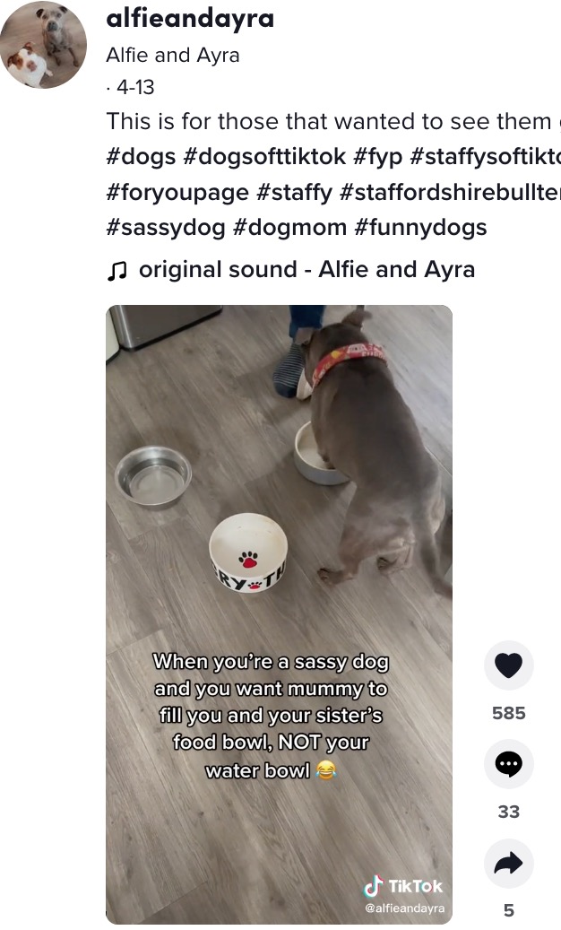 隣に置いてあるエサ皿にも八つ当たり（画像は『Alfie and Ayra　2022年4月13日付TikTok「This is for those that wanted to see them get their food!」』のスクリーンショット）