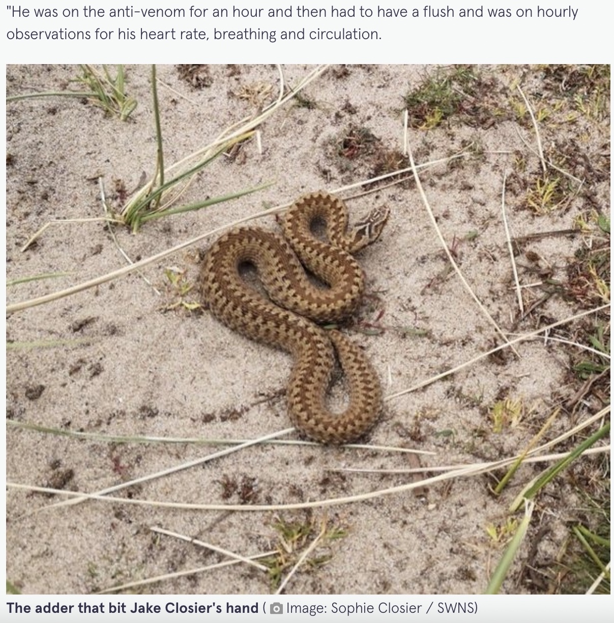 ビーチにいたクサリヘビ（画像は『The Mirror　2022年4月11日付「Brit boy, 8, bitten by ADDER snake causing hand to swell up to five times normal size」（Image: Sophie Closier / SWNS）』のスクリーンショット）