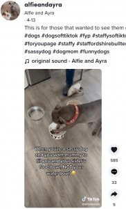 エサ皿の底を叩き始めるアルフィー（画像は『Alfie and Ayra　2022年4月13日付TikTok「This is for those that wanted to see them get their food!」』のスクリーンショット）