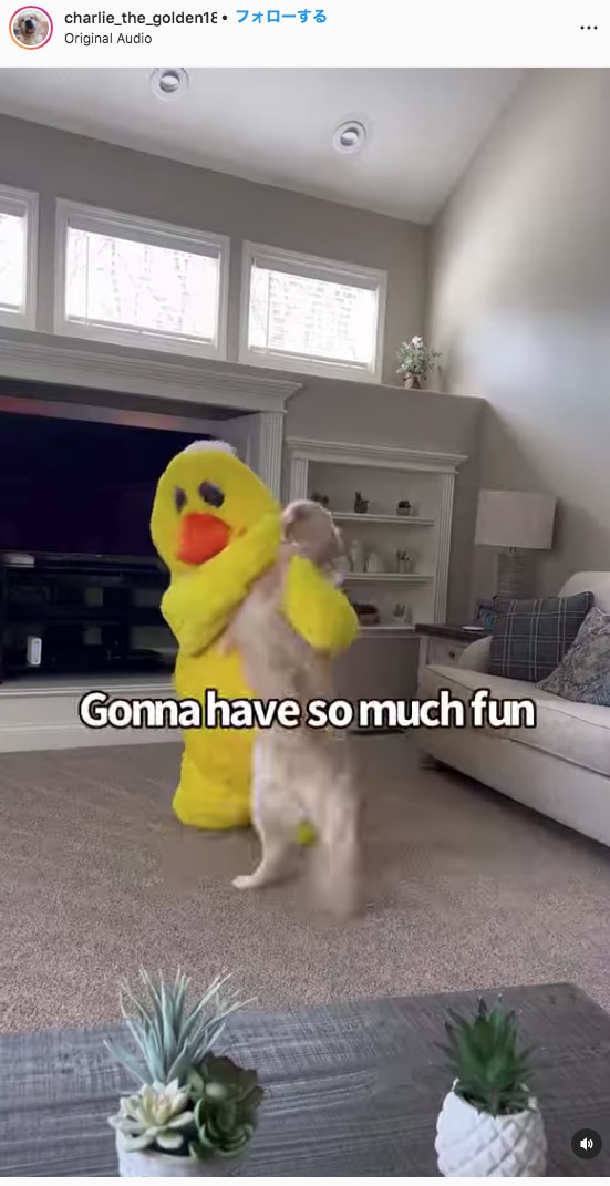 興奮が止まらない様子のチャーリー（画像は『Charlie The Golden　2022年3月18日付Instagram「Dressed up as our dogs favorite duck toy」』のスクリーンショット）