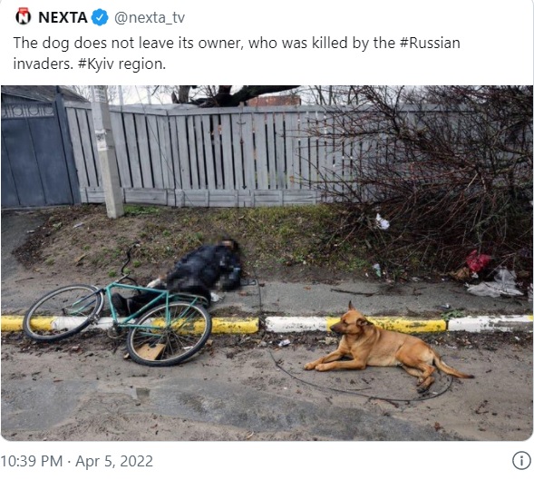 遺体のそばを離れない犬（画像は『NEXTA　2022年4月5日付Twitter「The dog does not leave its owner」』のスクリーンショット）