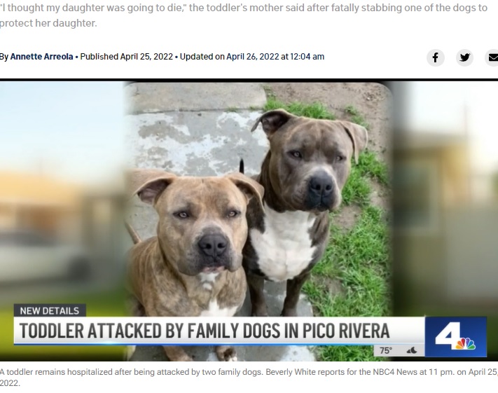 ルビーちゃんを襲ったピットブル（画像は『NBC Los Angeles　2022年4月25日付「Family, Including 1-Year-Old Girl, Attacked by Grandmother’s Dogs in Pico Rivera」』のスクリーンショット）