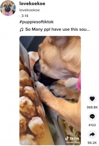 写真の料理を何がなんでも食べたいウィロー（画像は『lovekoekoe　2022年3月14日付TikTok「＃puppiesoftiktok」』のスクリーンショット）