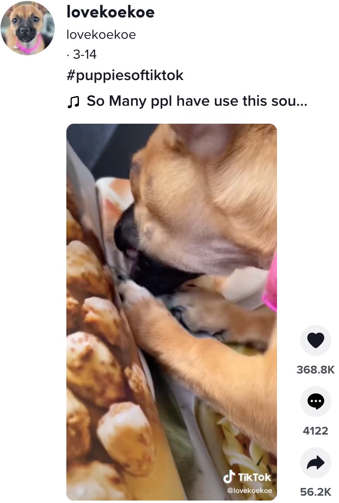 写真の料理を何がなんでも食べたいウィロー（画像は『lovekoekoe　2022年3月14日付TikTok「＃puppiesoftiktok」』のスクリーンショット）