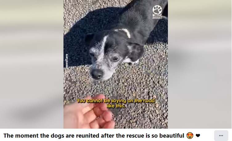 助けを求めて何時間も待った犬（画像は『We Love Animals　2022年4月8日付Facebook「The moment the dogs are reunited after the rescue is so beautiful」』のスクリーンショット）
