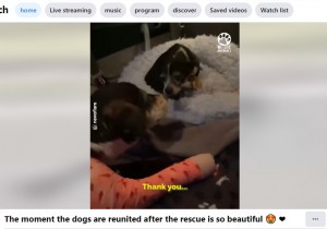 キスする2匹（画像は『We Love Animals　2022年4月8日付Facebook「Dog waited with his injured friend for hours for help to arrive」』のスクリーンショット）