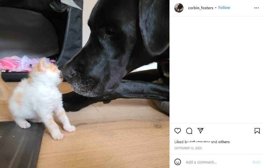 じっとしている猫にそっと鼻を押し当てるコービン（画像は『Corbin the Great Dane　2020年9月12日付Instagram』のスクリーンショット）