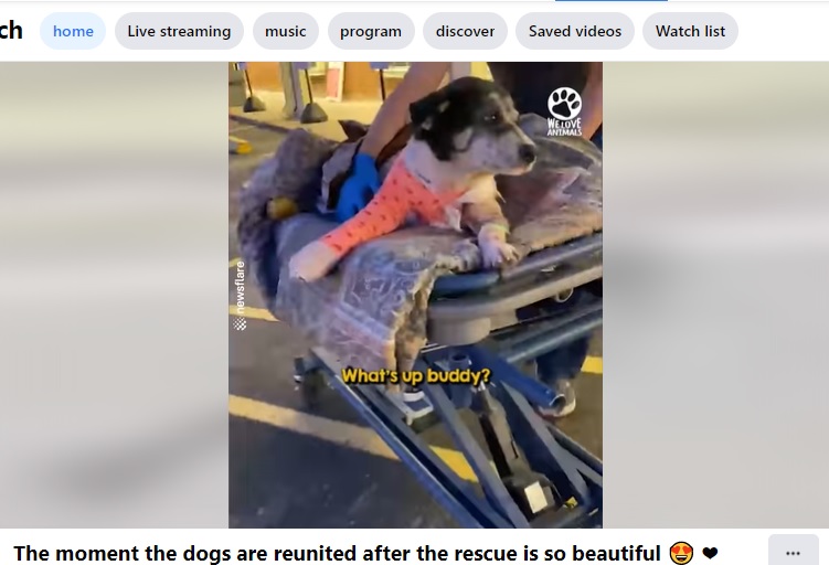 退院したマシュー（画像は『We Love Animals　2022年4月8日付Facebook「Dog waited with his injured friend for hours for help to arrive」』のスクリーンショット）