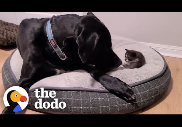 子猫の世話をする“優しい巨人”のグレートデーン（画像は『The Dodo　2022年1月25日公開 YouTube「Orphaned 1-Pound Kitten Gets Adopted By a 160-Pound Great Dane | The Dodo Little But Fierce」』のサムネイル）