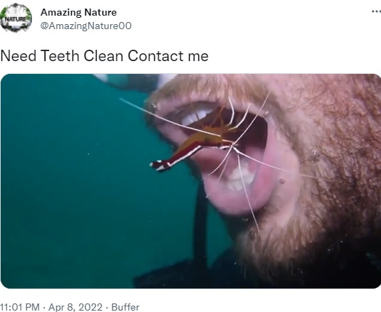 ダイバーの歯を掃除するエビ（画像は『Amazing Nature　2022年4月8日付Twitter「Need Teeth Clean Contact me」』のスクリーンショット）