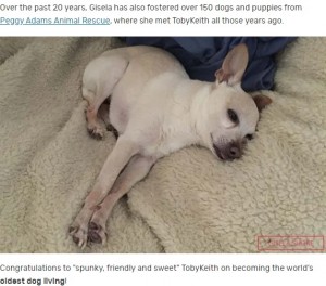 寝ていることが多いというトビーキース（画像は『Guinness World Records　2022年4月14日付「World’s oldest dog confirmed as 21-year-old chihuahua TobyKeith」』のスクリーンショット）