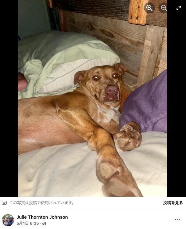 眠るベッドを間違えてしまったナラ（画像は『Julie Thornton Johnson　2022年5月1日付Facebook「PUPDATE: Her name is Nala and her mom is on the way to get her.」』のスクリーンショット）