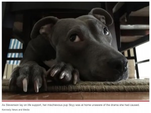 飼い主にしたことが分かっていない様子のスカイ（画像は『New York Post　2022年5月17日付「Woman placed on life support after pet dog head-butts her while playing」（Kennedy News and Media）』のスクリーンショット）