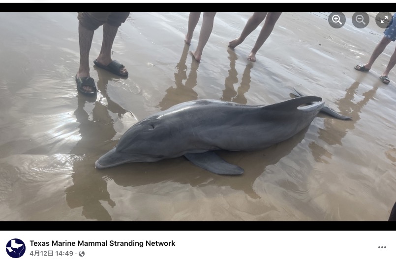 苦しみながら息絶えたイルカ（画像は『Texas Marine Mammal Stranding Network　2022年4月12日付Facebook「The dolphin in these photos stranded alive on Quintana Beach」』のスクリーンショット）