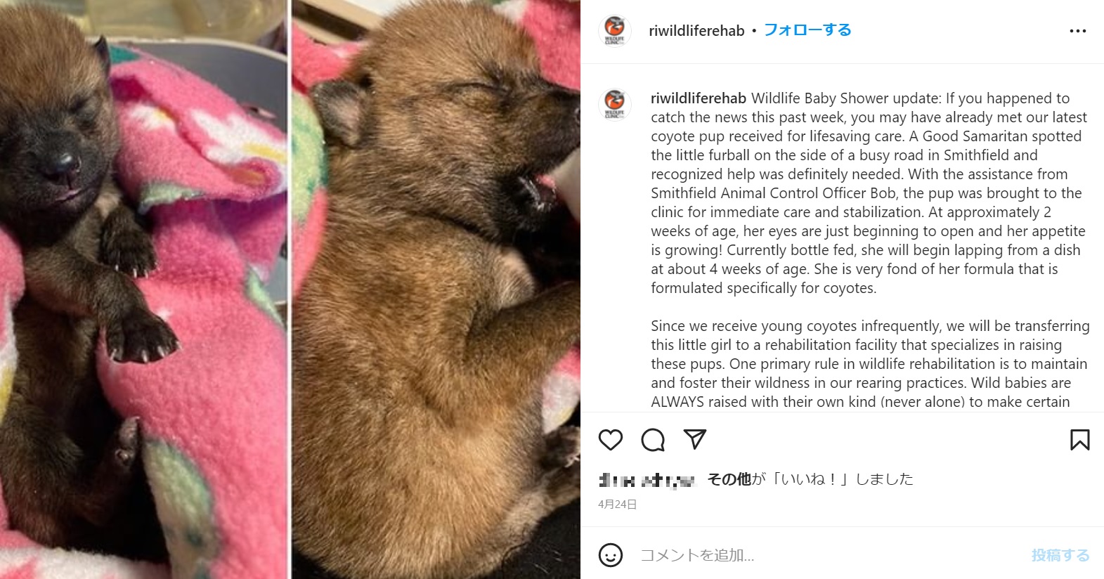 同時期に別のコヨーテも保護される（画像は『Wildlife Clinic of RI　2022年4月24日付Instagram「Wildlife Baby Shower update」』のスクリーンショット）