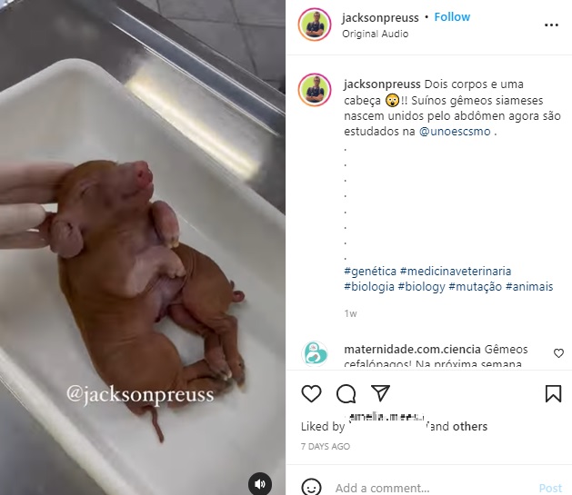 死産だった子豚（画像は『Jackson Preuss　2022年5月7日付Instagram「Dois corpos e uma cabeça」』のスクリーンショット）