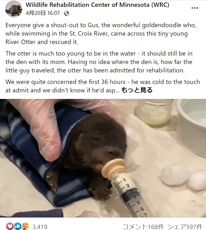 犬のおかげで命を救われたカワウソの赤ちゃん（画像は『Wildlife Rehabilitation Center of Minnesota（WRC）　2022年4月20日付Facebook「Everyone give a shout-out to Gus, the wonderful goldendoodle who, while swimming in the St. Croix River」』のスクリーンショット）