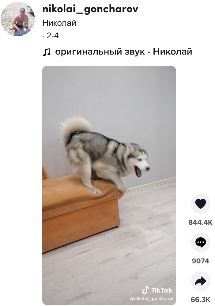 ソファーから降りられなくなってしまった犬（画像は『Николай　2022年2月4日付TikTok』のスクリーンショット）