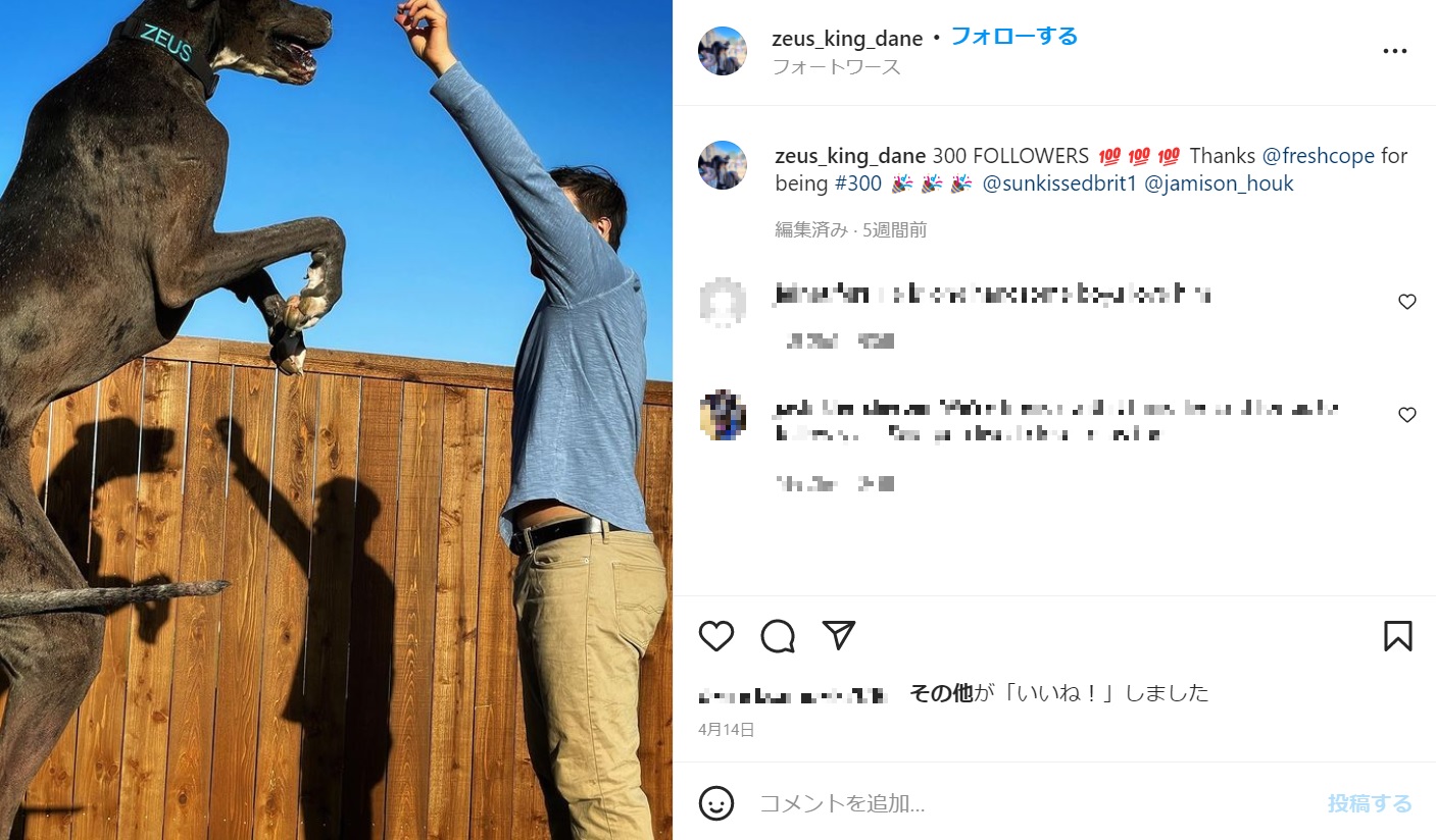 後ろ脚で立ち上がるとこの通り（画像は『Zeus the Great Dane　2022年4月14日付Instagram「300 FOLLOWERS」』のスクリーンショット）