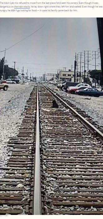 線路の真ん中で飼い主を待つ犬（画像は『The Dodo　2022年5月27日付「Dog Waits A Week On The Train Tracks For His Parents To Come Back For Him」（SUZETTE HALL）』のスクリーンショット）