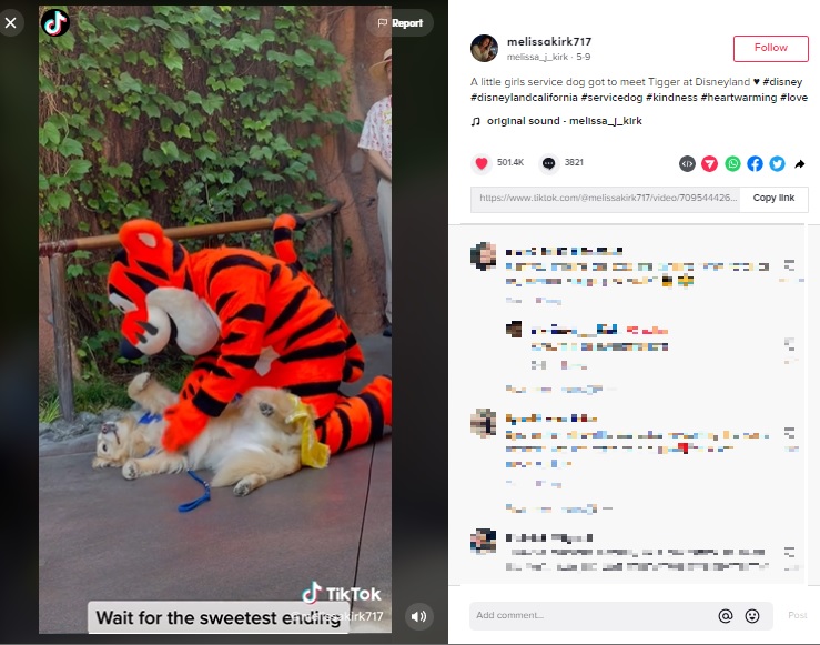 お腹を見せて甘えるグロリア（画像は『melissa_j_kirk　2022年5月9日付TikTok「A little girls service dog got to meet Tigger at Disneyland」』のスクリーンショット）