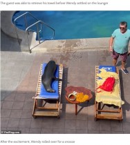 【海外発！Breaking News】“VIP”のアシカ　ホテルのプールで泳ぎ、宿泊客用の椅子を横取りして昼寝（エクアドル）＜動画あり＞