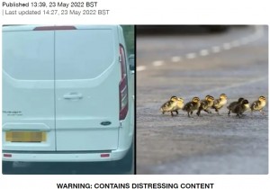 【海外発！Breaking News】道路横断中の子ガモを轢いた運転手「そんなの気にするものか」反省の色無し（英）