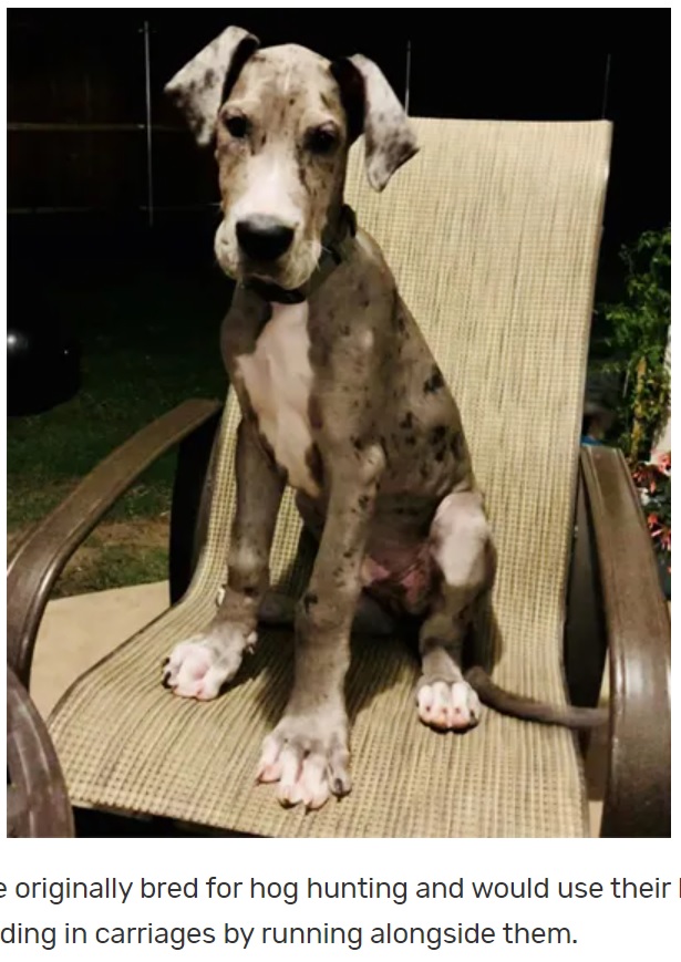 一緒に誕生したきょうだい犬の中で最も大きかったゼウス（画像は『Guinness World Records　2022年5月4日付「World’s tallest dog confirmed as Zeus the Great Dane」』のスクリーンショット）