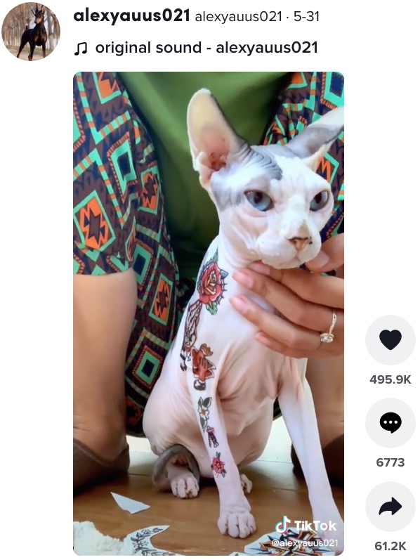タトゥーシールを貼られた猫（画像は『alexyauus021　2022年5月31日付TikTok』のスクリーンショット）