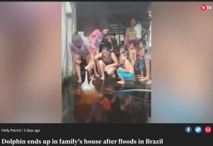 【海外発！Breaking News】洪水で浸水した家の玄関にやって来た野生のイルカ、被災した一家に笑顔をもたらす（ブラジル）