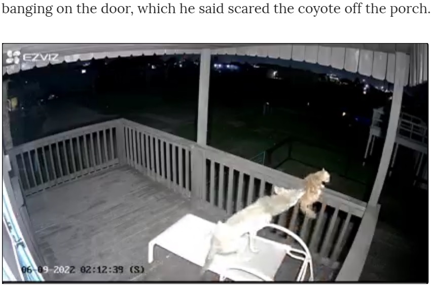 逃げる猫をしつこく追いかけるコヨーテ（画像は『Chron　2022年6月11日付「Video captures cat heroically fighting off coyote at Surfside,Texas home」』のスクリーンショット）