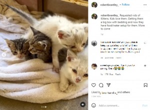 ロバートさんが世話する子ネコたち（画像は『Robert Brantley　2022年6月9日付Instagram「Requested vids of Kittens.」』のスクリーンショット）