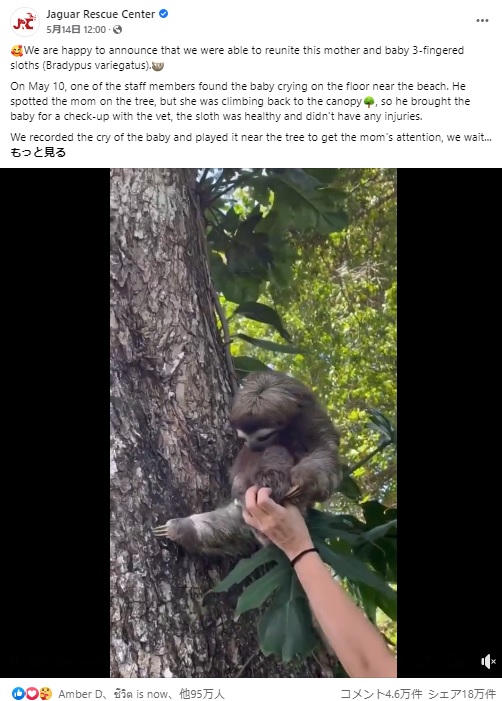 我が子と再会できて感動している様子の母親（画像は『Jaguar Rescue Center　2022年5月14日付Facebook「We are happy to announce that we were able to reunite this mother and baby 3-fingered sloths（Bradypus variegatus）.」』のスクリーンショット）