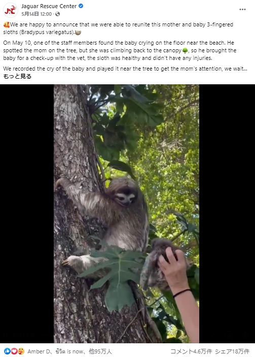 母親はすぐに我が子だと気がついた様子（画像は『Jaguar Rescue Center　2022年5月14日付Facebook「We are happy to announce that we were able to reunite this mother and baby 3-fingered sloths（Bradypus variegatus）.」』のスクリーンショット）