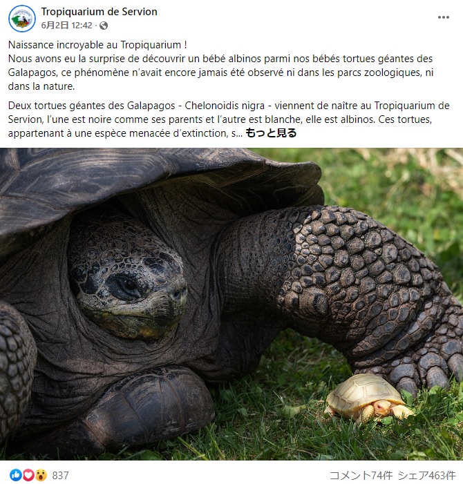 10万分の1の確率でアルビノのガラパゴスゾウガメの赤ちゃんが誕生（画像は『Tropiquarium de Servion　2022年6月2日付Facebook「Naissance incroyable au Tropiquarium !」』のスクリーンショット）