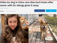 【海外発！Breaking News】「もう離さない！」新しい家を逃げ出した柴犬、8年を共にした女性を探し出し涙の再会（中国）＜動画あり＞