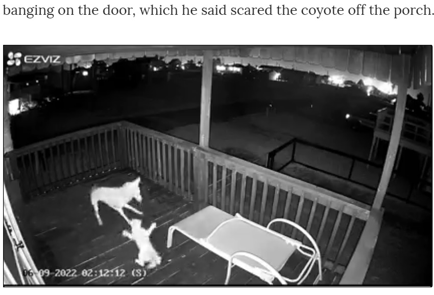 コヨーテに果敢に立ち向かう猫（画像は『Chron　2022年6月11日付「Video captures cat heroically fighting off coyote at Surfside,Texas home」』のスクリーンショット）
