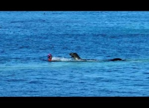 【海外発！Breaking News】母アザラシ、ハワイのビーチで遊泳中の女性を襲う「子を守ろうと攻撃止めず」（米）