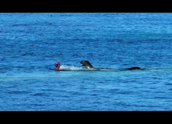 ハワイモンクアザラシに追われる女性（画像は『Inside Edition　2022年7月26日公開 YouTube「Swimmer Gets Attacked by Mama Seal」』のサムネイル）