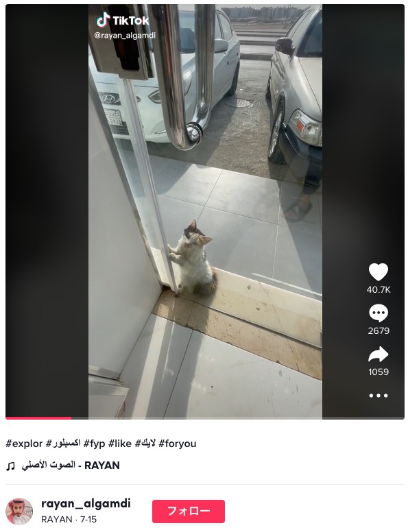 電気店に助けを求める猫（画像は『RAYAN　2022年7月15日付TikTok「＃explor ＃اكسبلور」』のスクリーンショット）