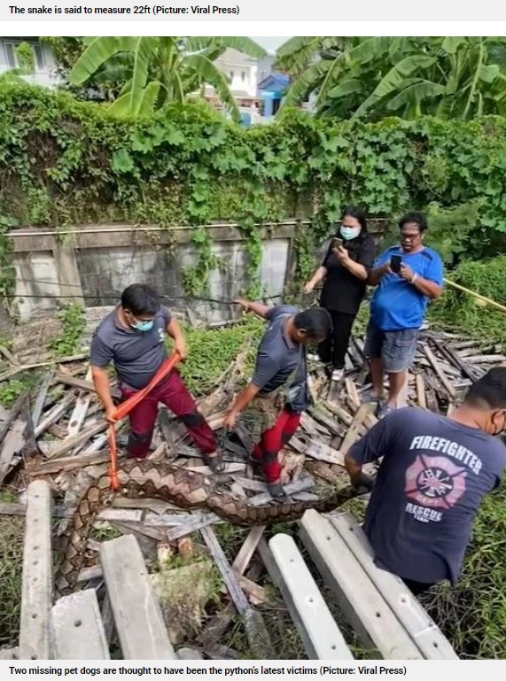 ヘビを捕獲するハンドラー（画像は『Metro　2022年7月17日付「Two missing pet dogs found… inside belly of 22ft python」（Picture: Viral Press）』のスクリーンショット）