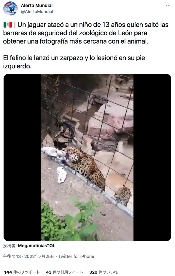 檻に近づいて来た少年を襲ったヒョウ（画像は『Alerta Mundial　2022年7月25日付Twitter「Un jaguar atacó a un niño de 13 años quien saltó las barreras de seguridad del zoológico de León para obtener una fotografía más cercana con el animal.」』のスクリーンショット）