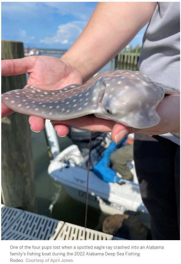 命を落としたエイの赤ちゃん（画像は『AL.com　2022年7月18日付「Spotted eagle ray flies into boat at fishing rodeo, sends Alabama woman to ER: ‘We were both in the wrong place’」（Courtesy of April Jones）』のスクリーンショット）