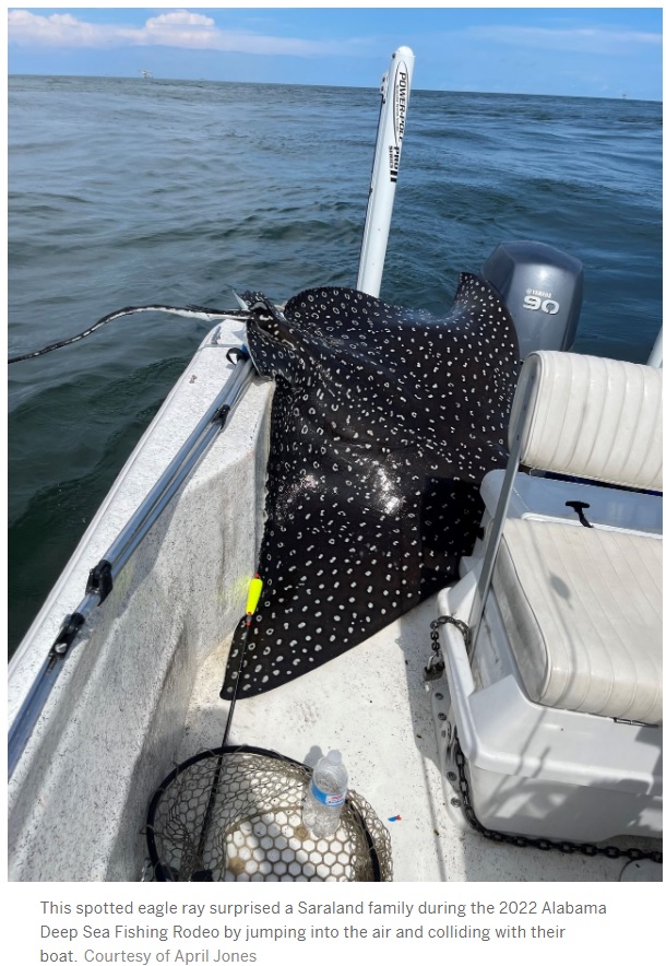 ボート後部に乗り上げた巨大なエイ（画像は『AL.com　2022年7月18日付「Spotted eagle ray flies into boat at fishing rodeo, sends Alabama woman to ER: ‘We were both in the wrong place’」（Courtesy of April Jones）』のスクリーンショット）