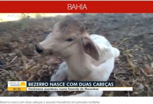 【海外発！Breaking News】2つの頭を持つ珍しい子牛が誕生、長年の近親交配が原因か（ブラジル）＜動画あり＞