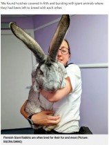 【海外発！Breaking News】劣悪な環境で食肉用として違法に育てられていた47羽のウサギ　中には体重8キロの巨大ウサギも（英）